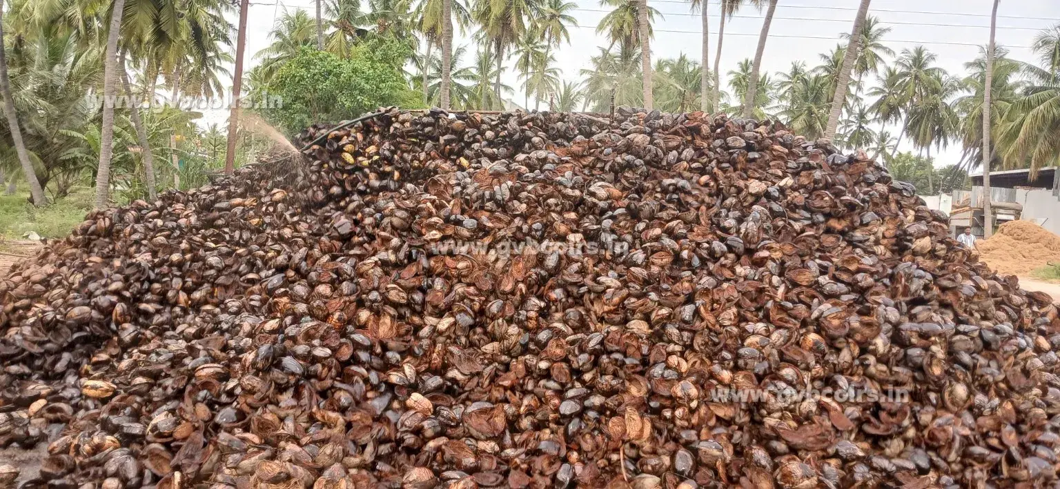 Raw Coconut Shell Pile for Charcoal Production