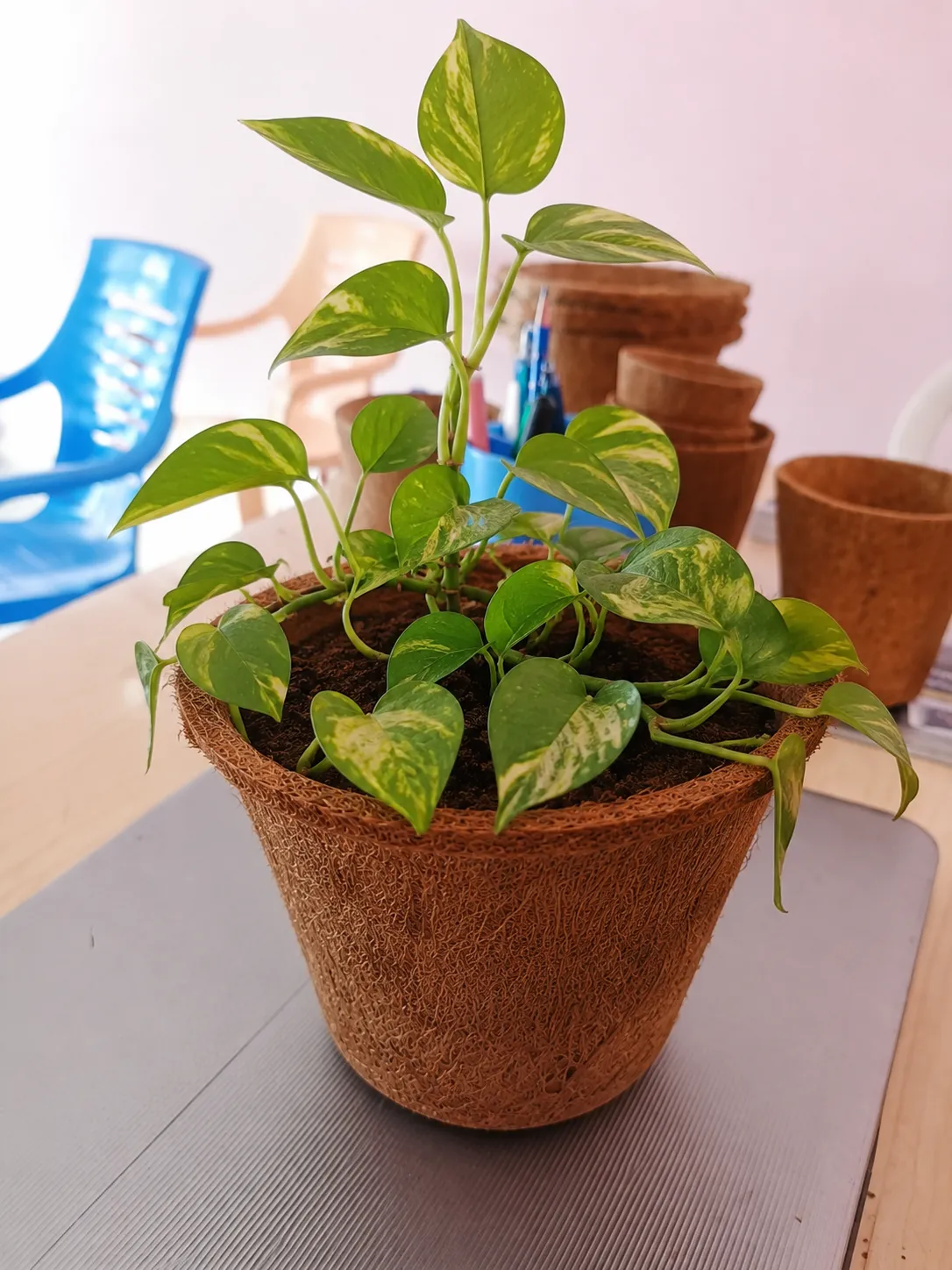Coir Pots Portfolio