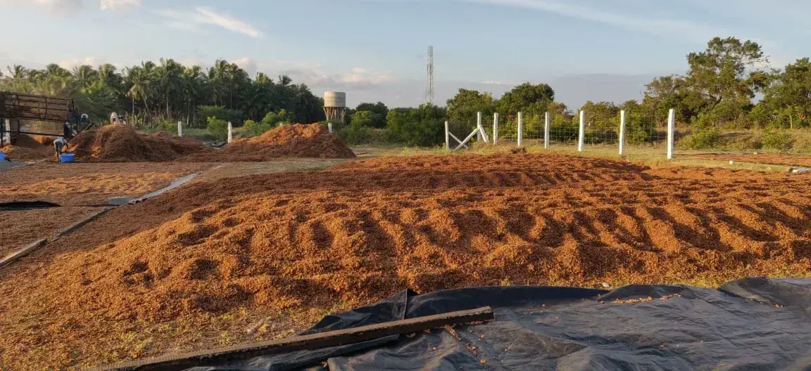 Sun drying rows of high-grade substrate - GVB Coirs