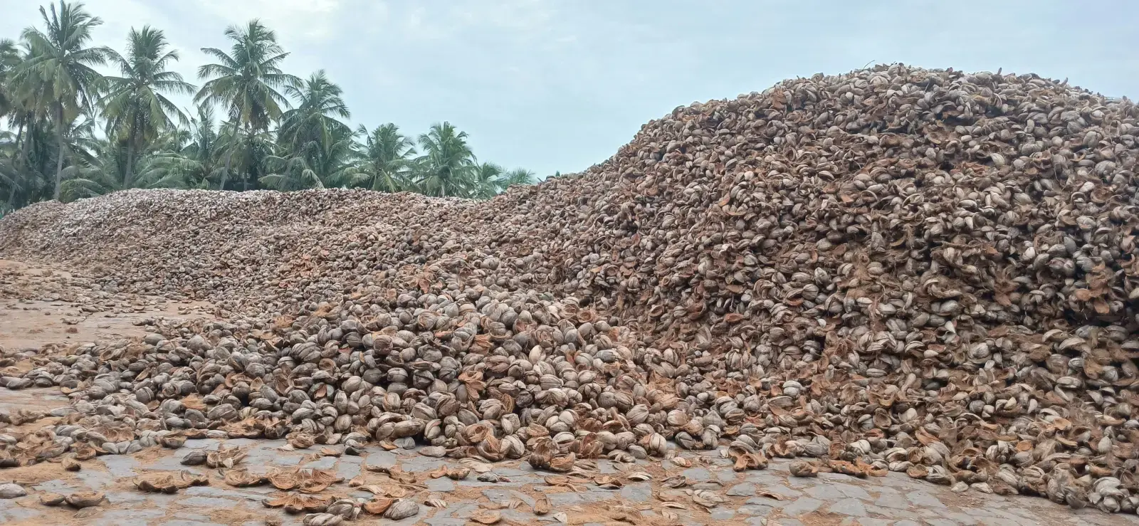 Wholesale premium coco peat 5kg blocks - GVB Coirs